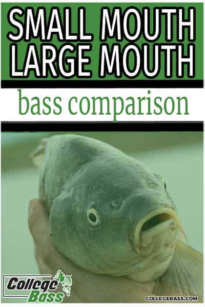small mouth large mouth bass comparison