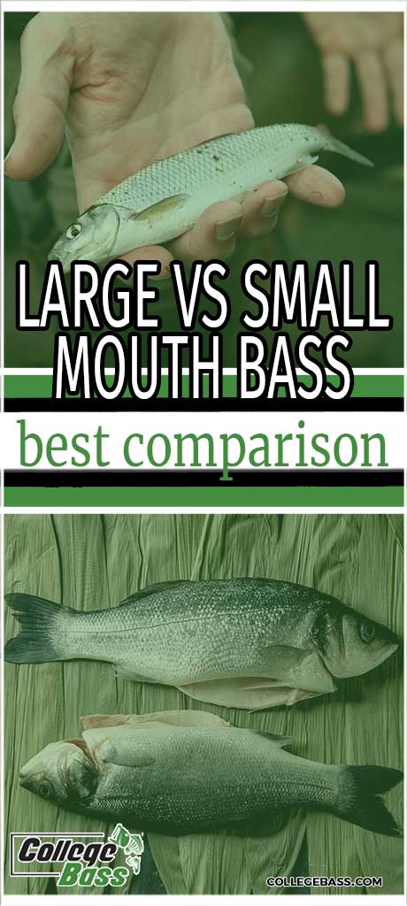 large vs small mouth bass best comparison